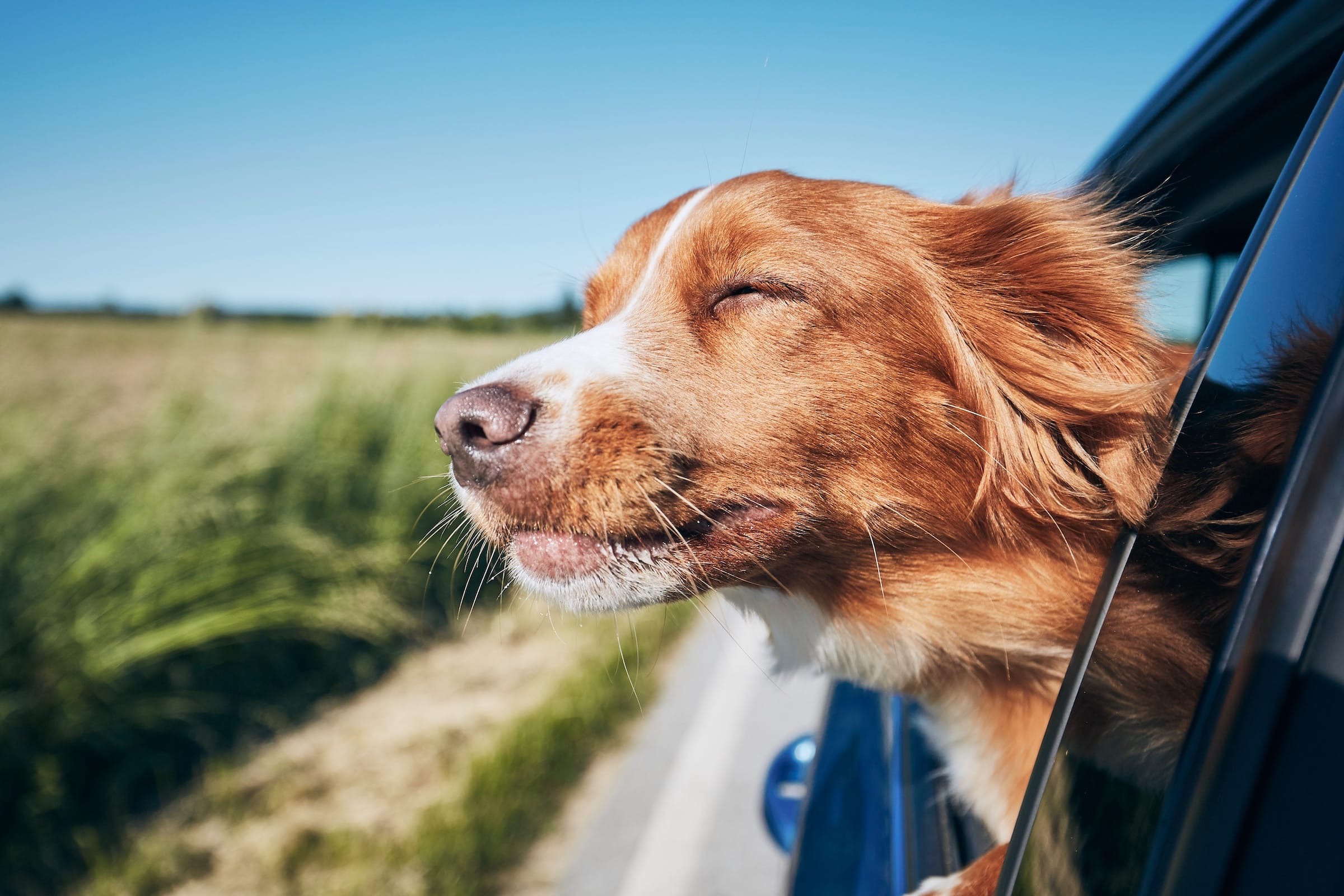A dog sticks its head out of an open car window during a drive